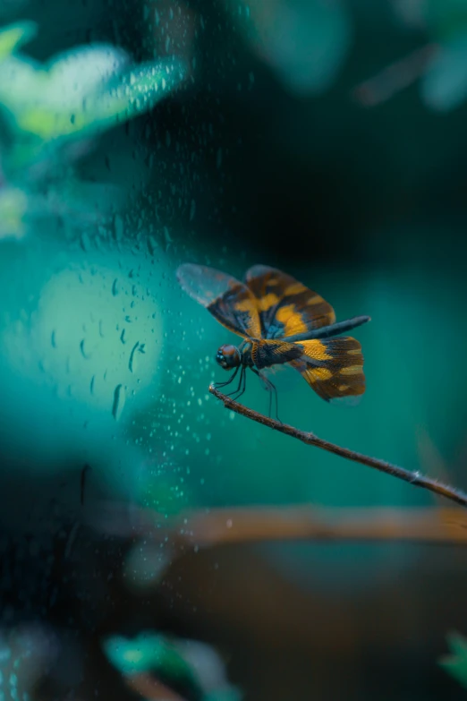 a fly perched on top of a wooden nch in the rain