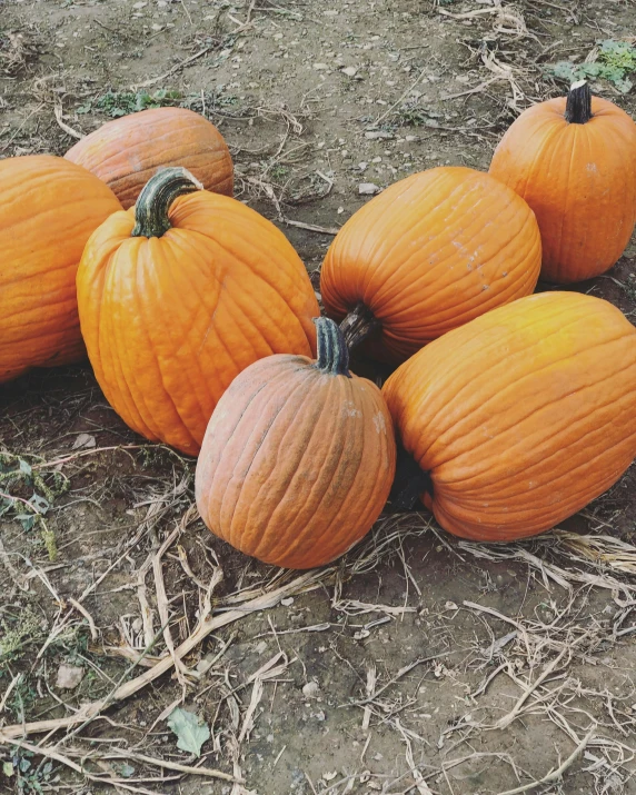 a group of orange pumpkins sitting on the ground