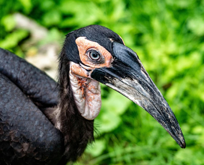 a close up of a bird with a very large beak