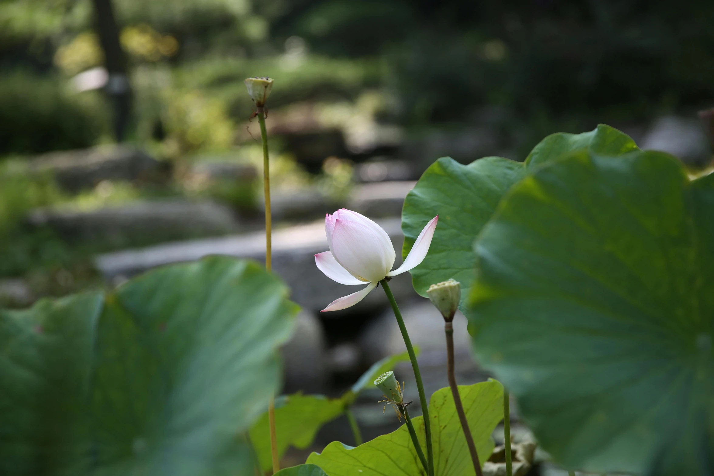 a white lotus sitting on top of a green plant