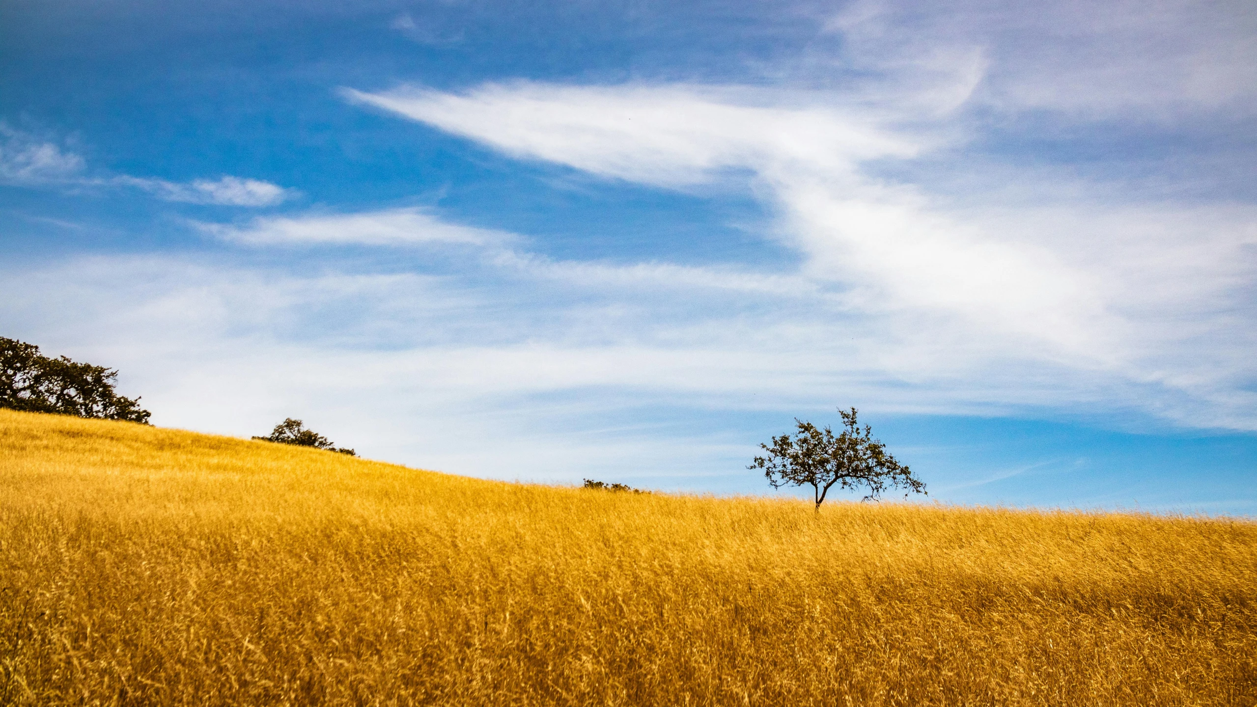 a lone tree in a grassy field under a blue sky