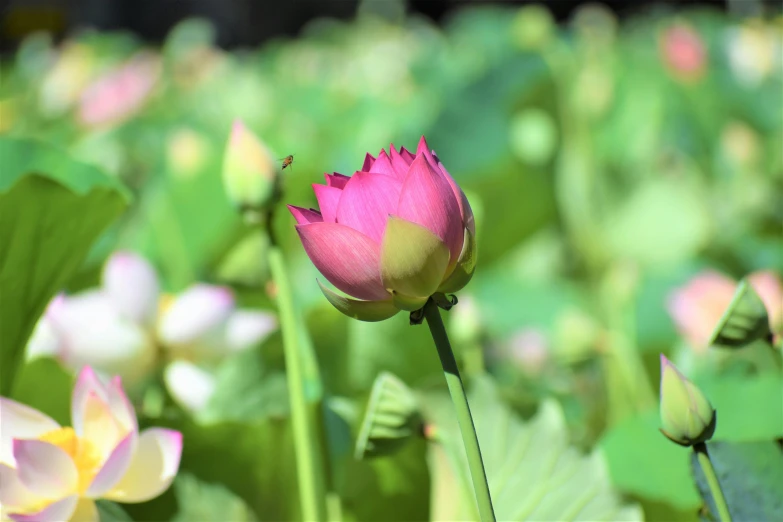 the large pink flower is blooming next to the green leaves