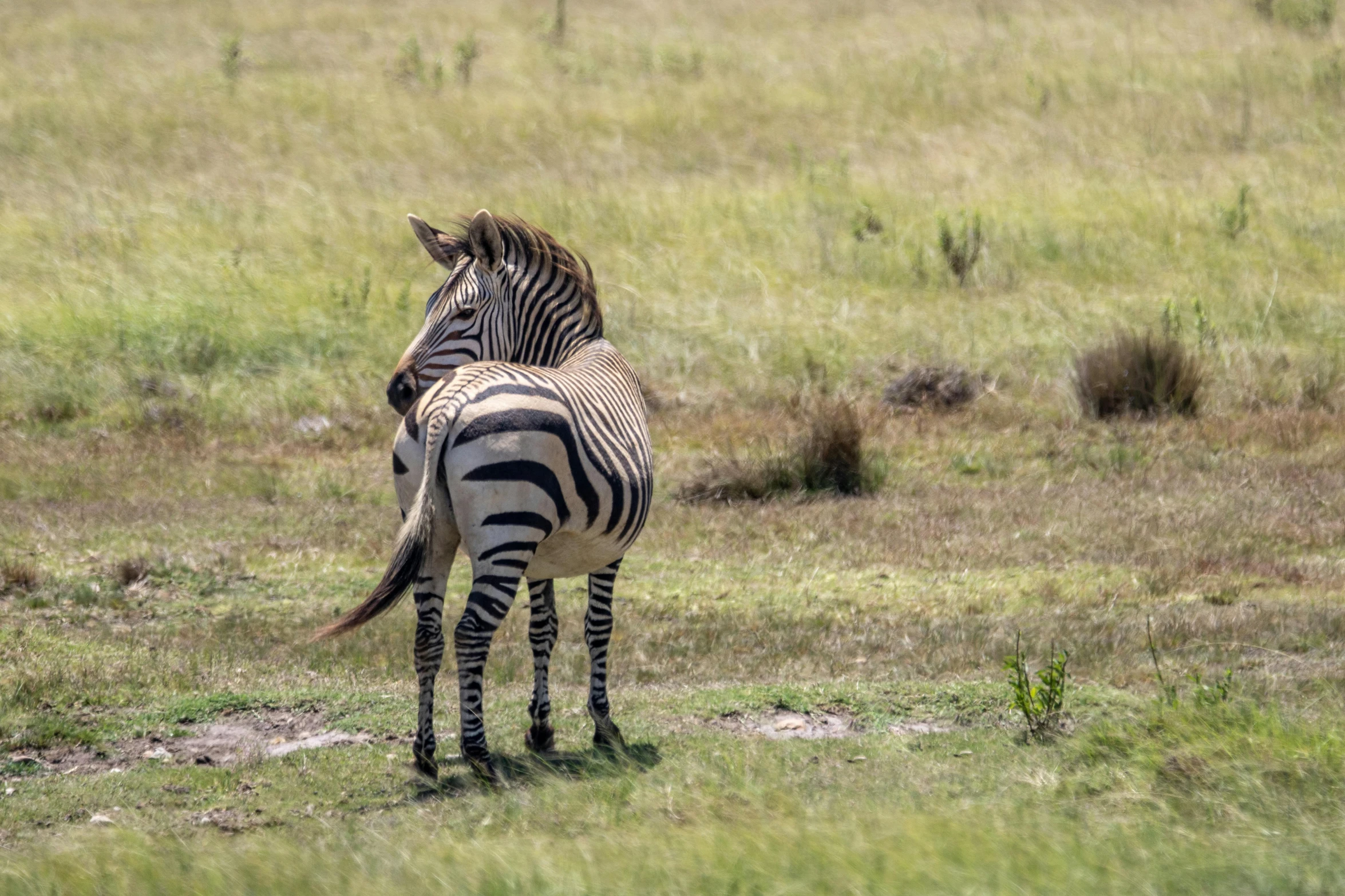 two zes standing in a grassy field with brown grass