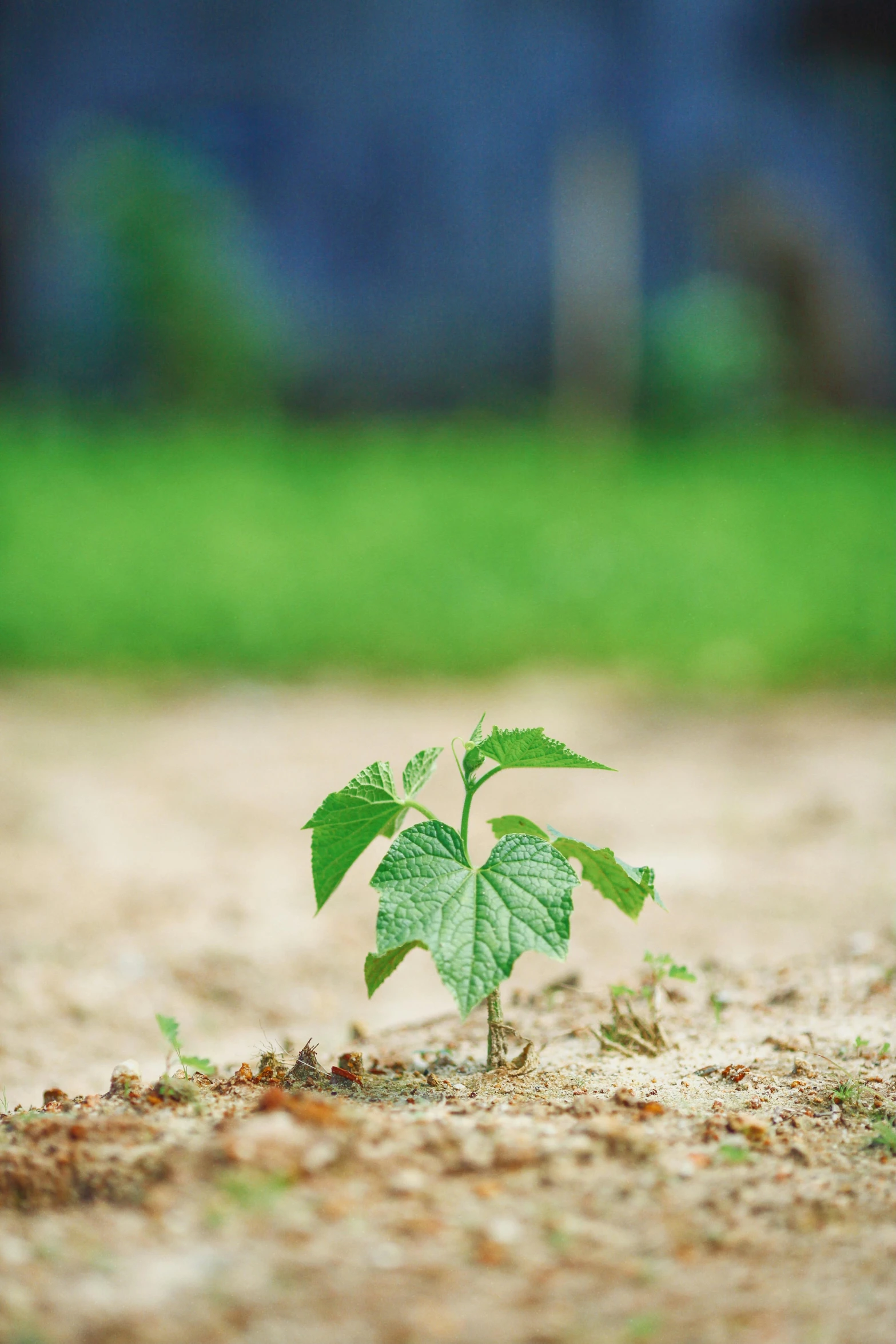 a small plant growing in a patch of dirt on a field