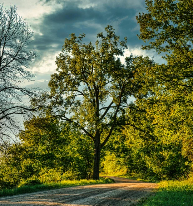 a dirt road in front of two trees