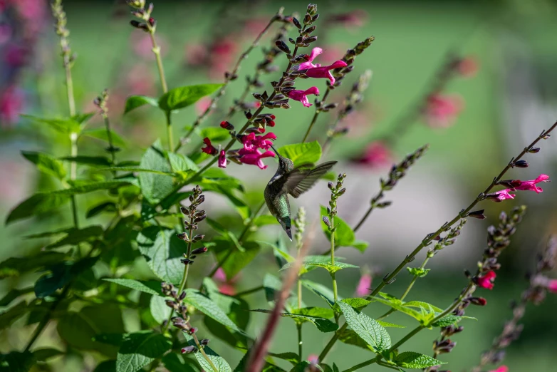 a small bird flying over some pink flowers