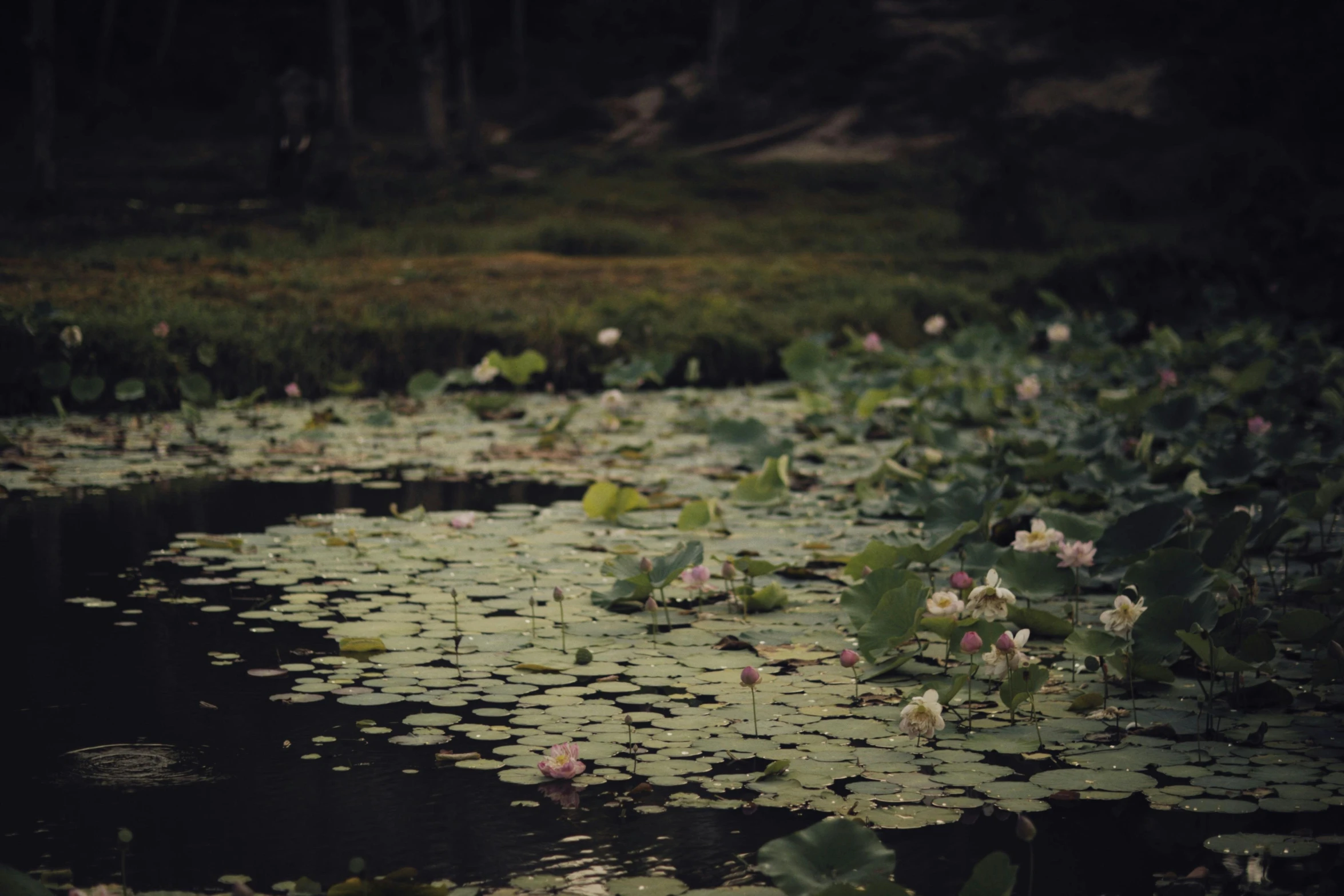 the water with lily pads is surrounded by green plants