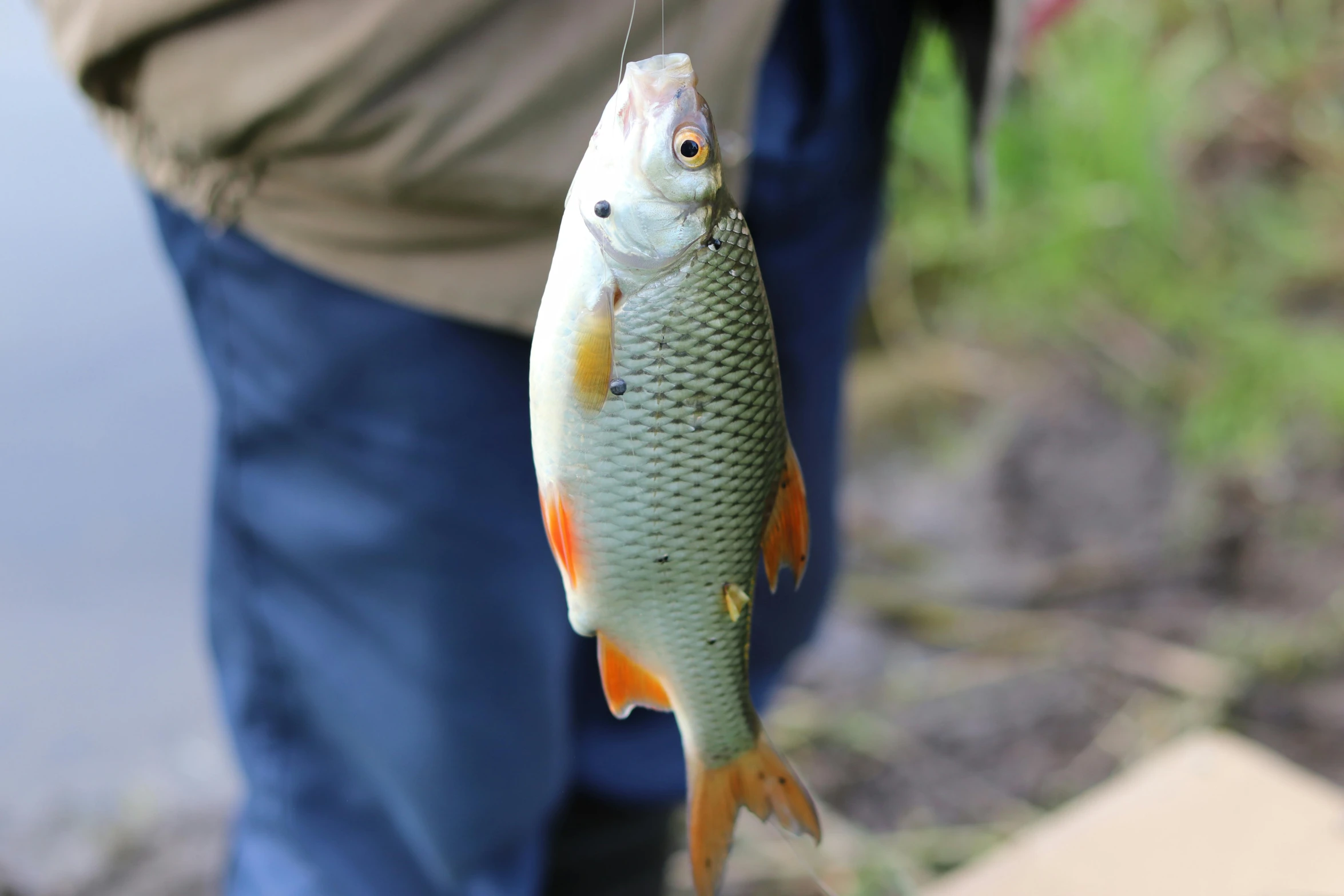 a close up of a fish being held by a man