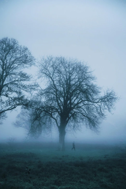 a man walking alone through the fog with two large trees in the foreground