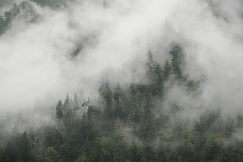 the woods are covered in thick, fog as they lift the sky