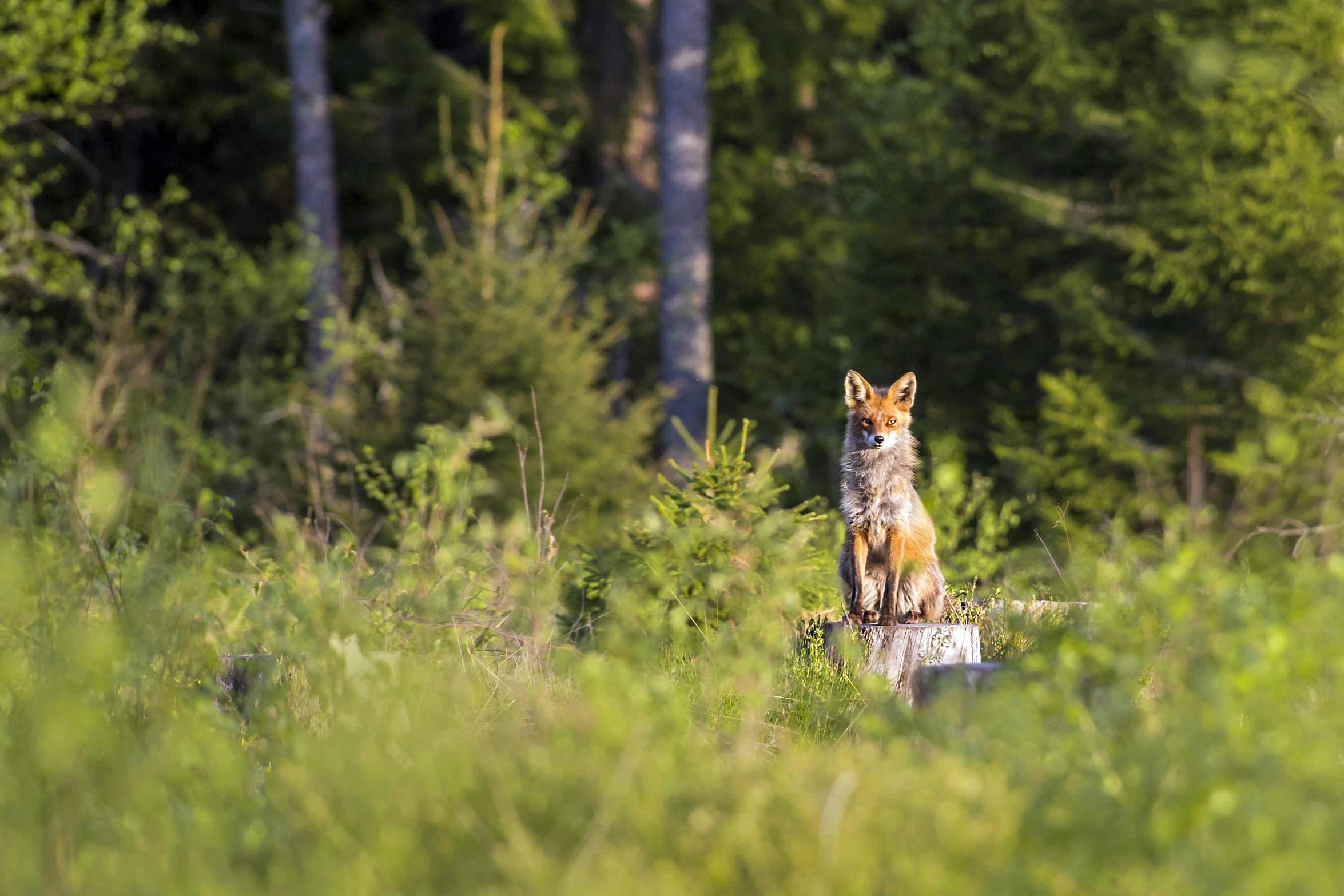 the fox is standing on a stump in the forest