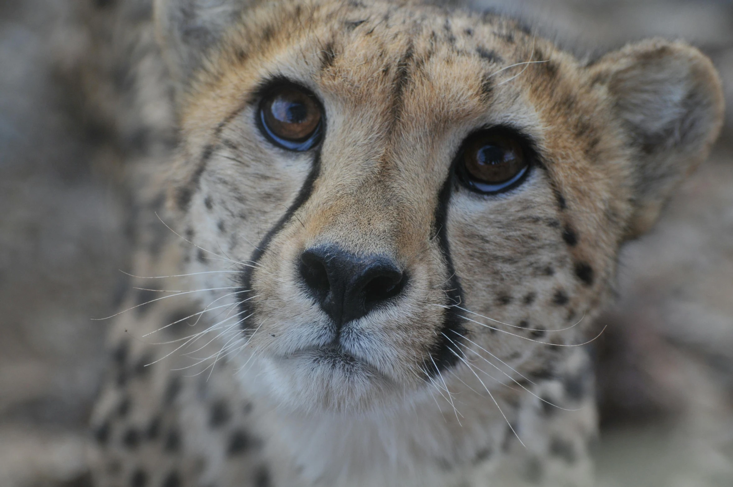 a cheetah looking at the camera with intense blue eyes