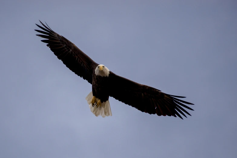 an eagle flying in the sky above it