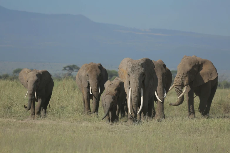 herd of elephants standing in grassy field on sunny day