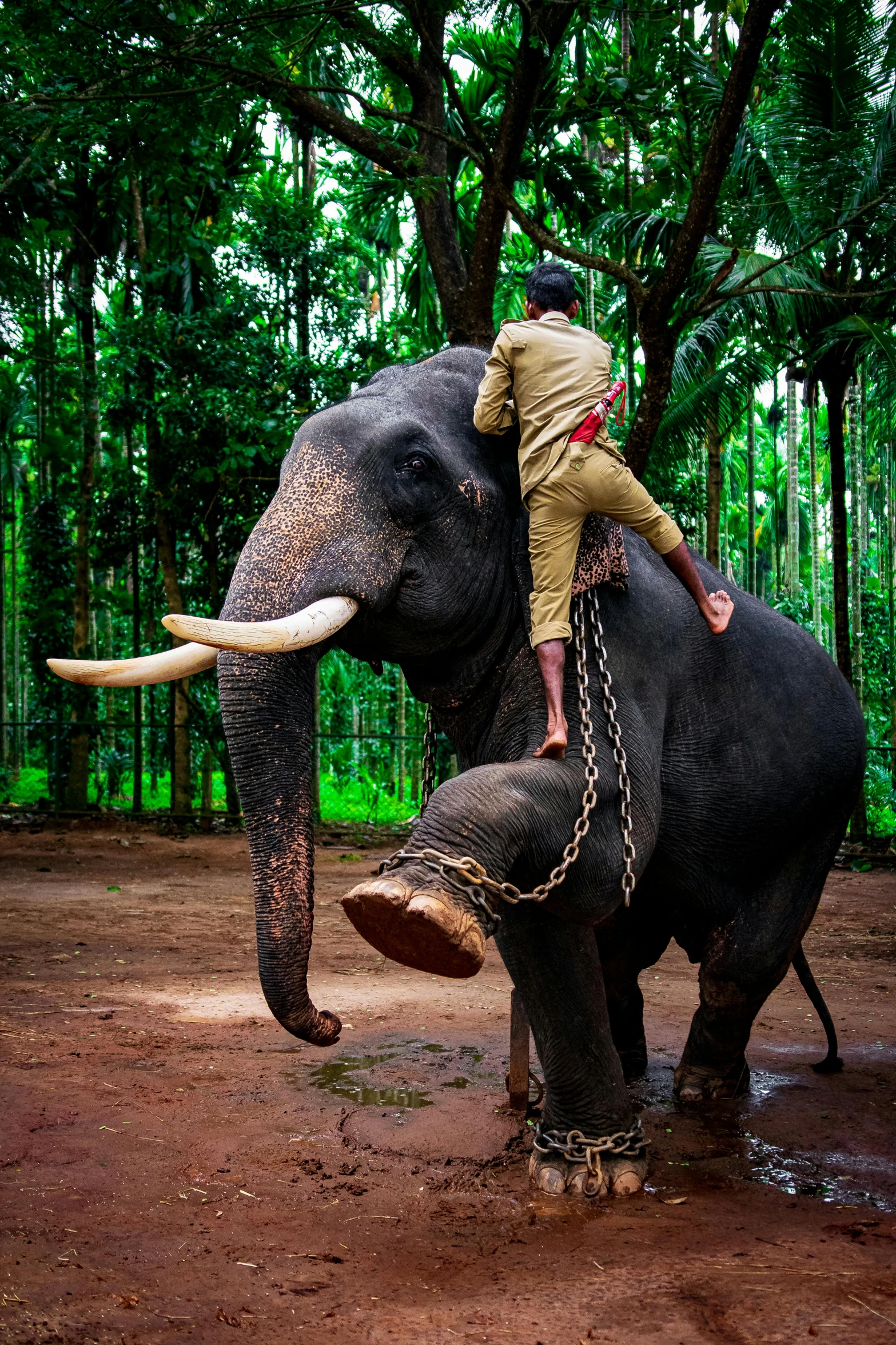 a person sitting on the back of an elephant