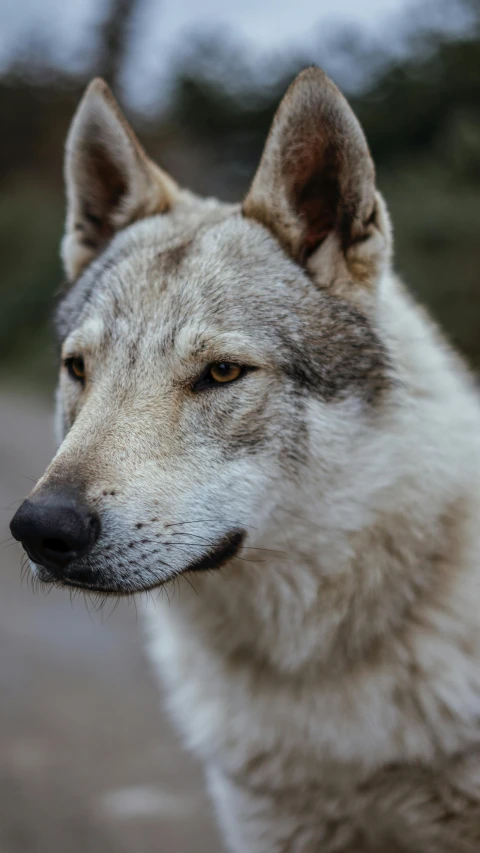 a wolf that is looking straight ahead on a sunny day