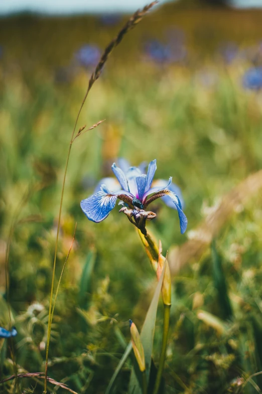 the flowers are blooming outside in the grass