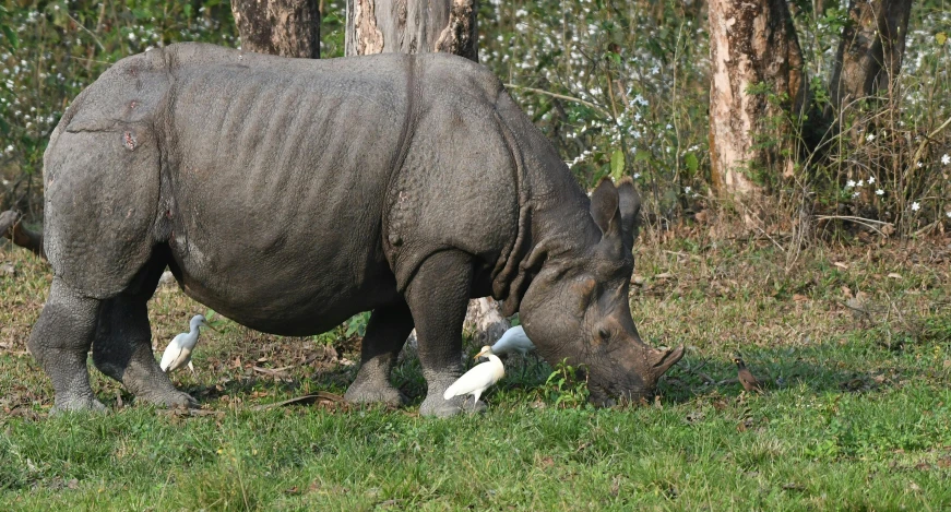 a large gray rhino standing next to a forest