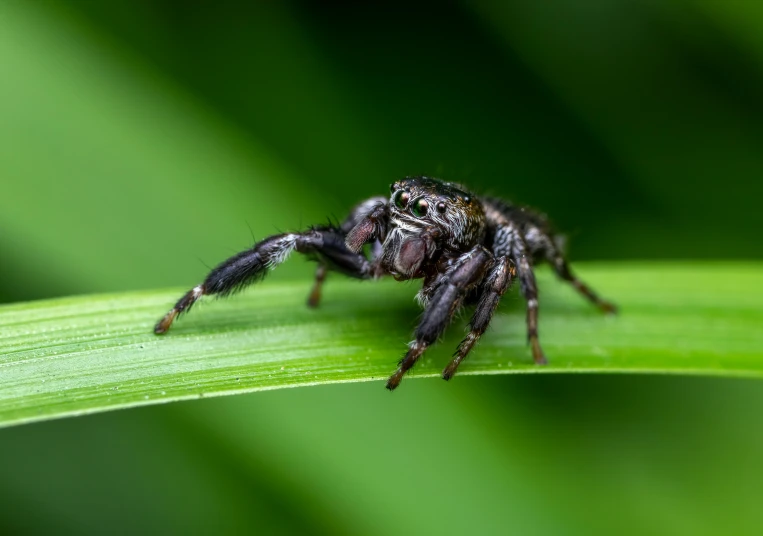 a spider crawling on the tip of a green leaf