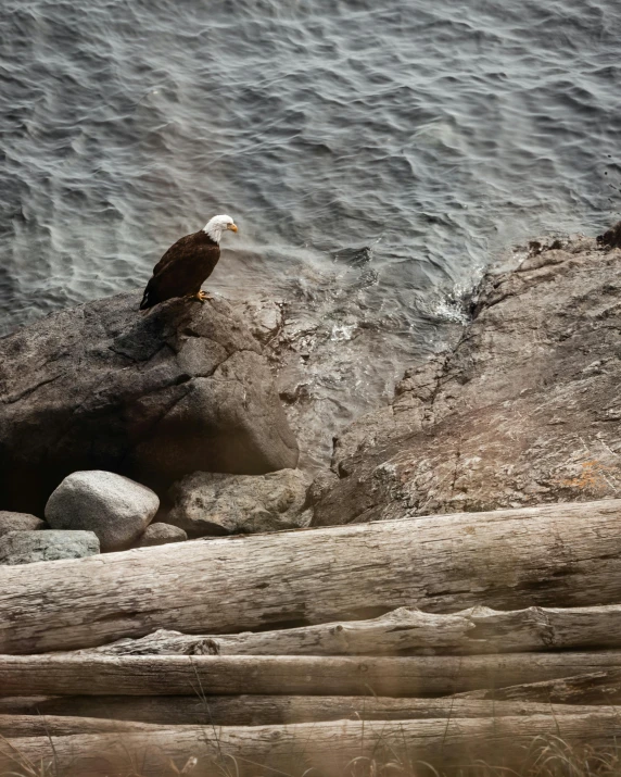 an eagle standing on a log in the water