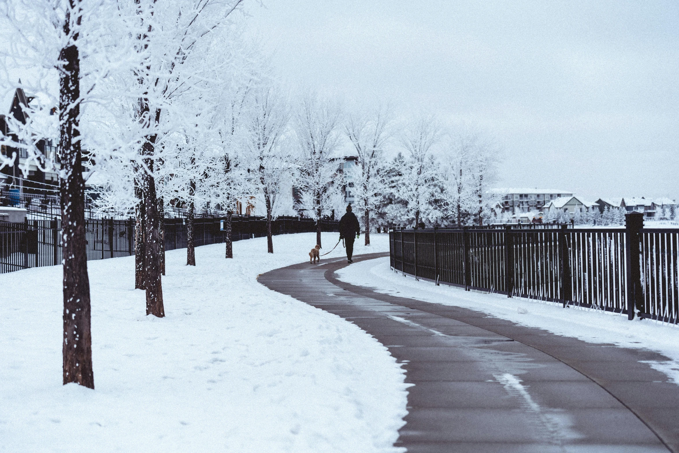 a road is covered in snow and winter trees