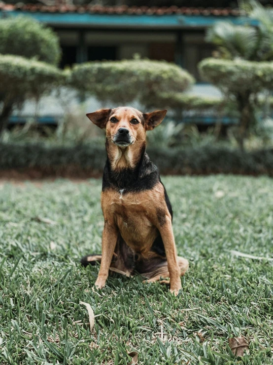 the dog is sitting in the green grass