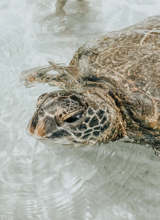 a turtle is floating in the water at the beach