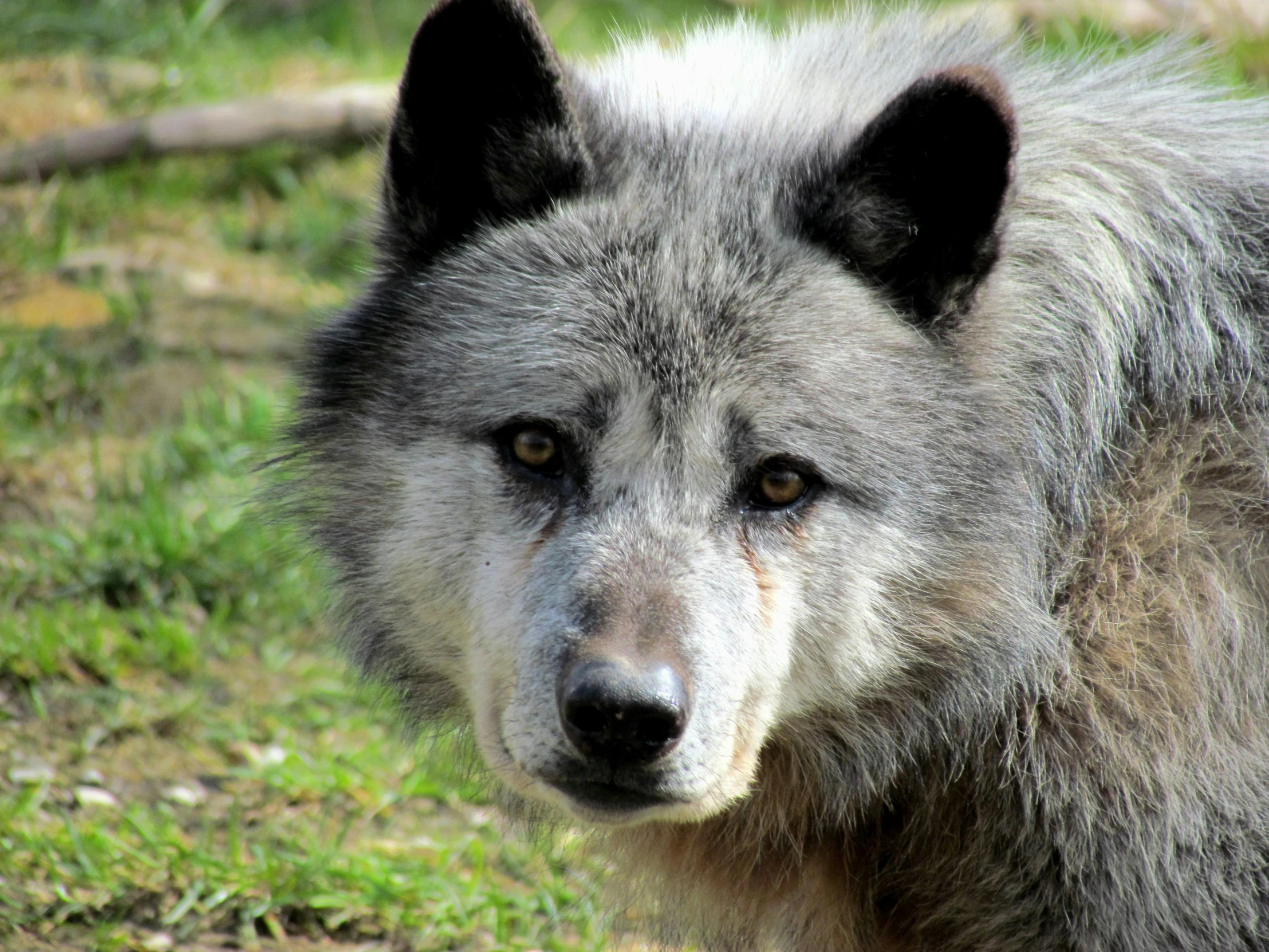 a wolf stands alone in a field with grass