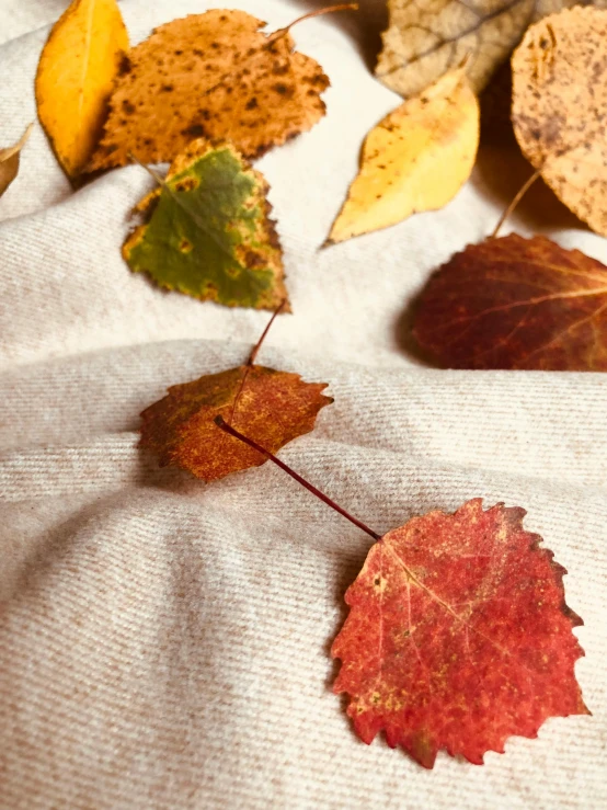 different colored autumn leaves laying on the ground