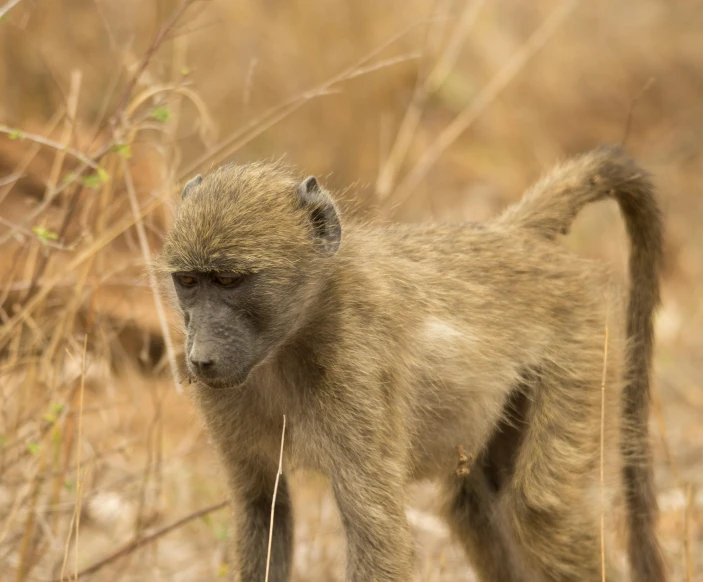 this is a picture of a baboon in the wild