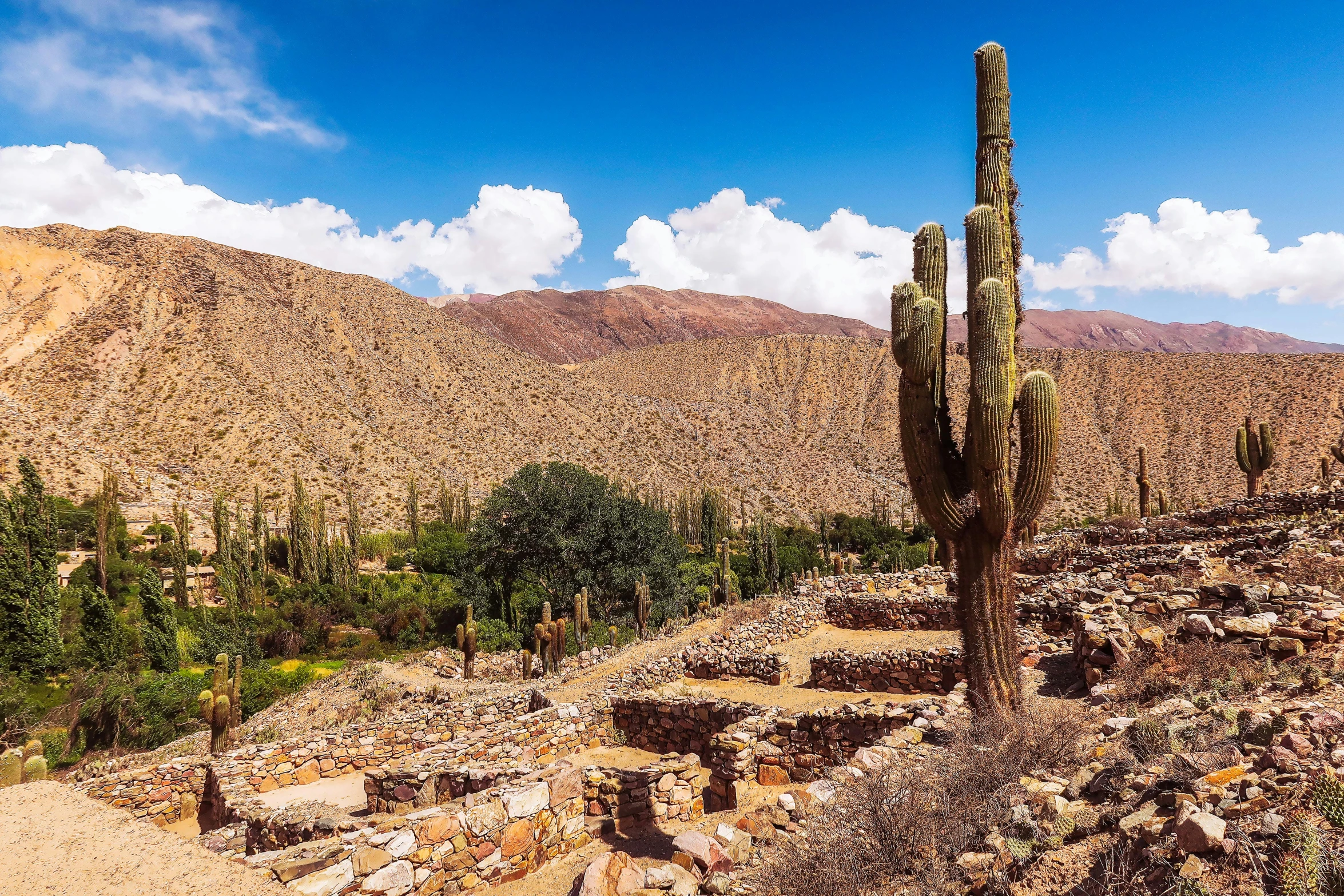 there are many cactus plants in this desert