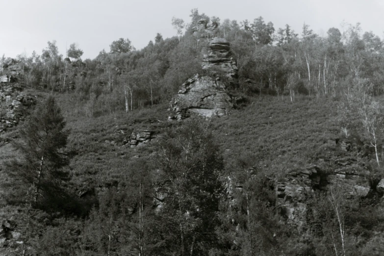 a black and white pograph of some trees on a hill