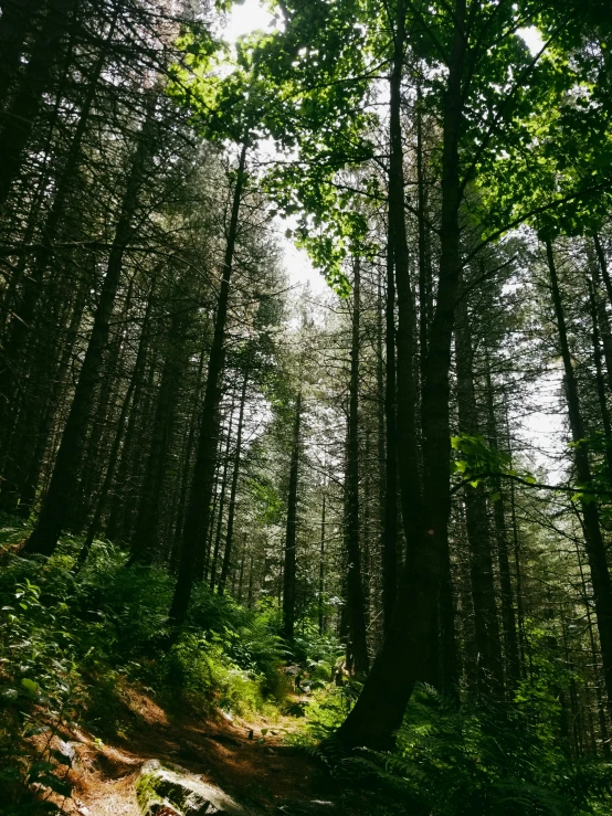 the trail passes through a dense forest with tall trees