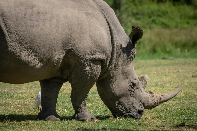 a rhino with its head bent down eating the grass