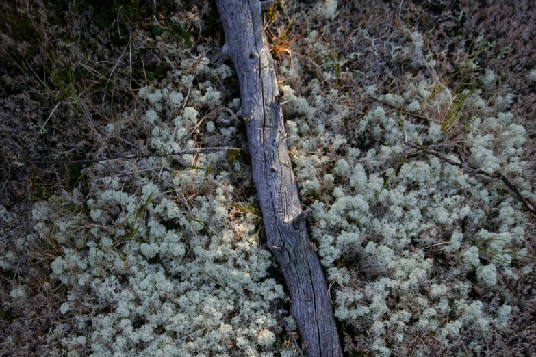 an old tree in a forest near some grass