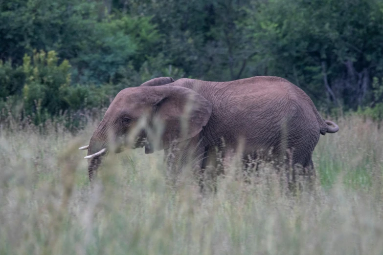 an elephant walks through tall grass in front of some trees