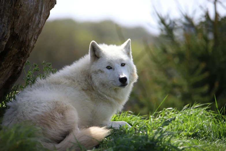a lone white wolf sitting in a lush green field