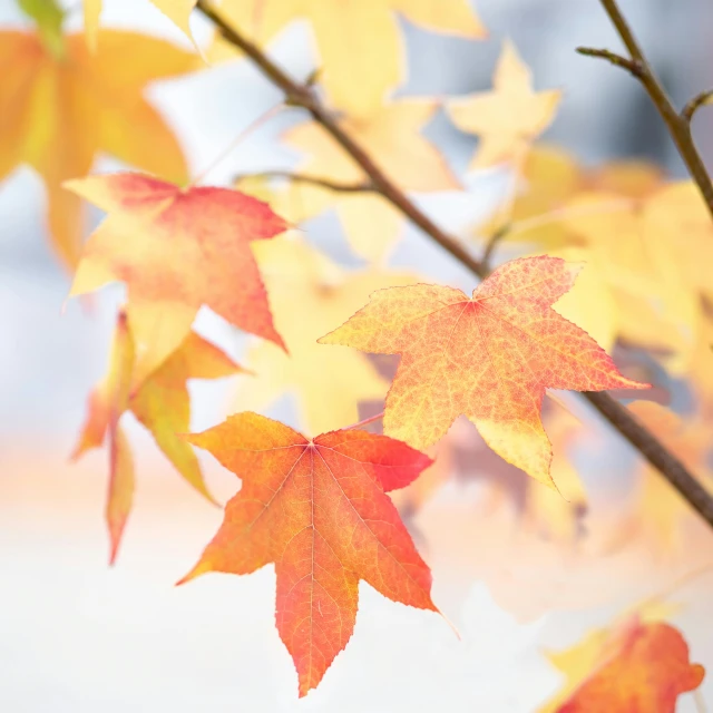 fall leaves in the foreground with blurry background