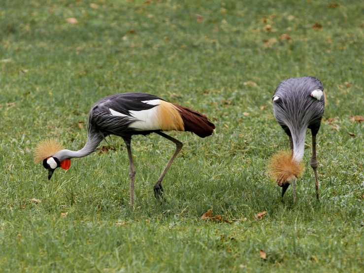 two cranes standing next to each other in the grass