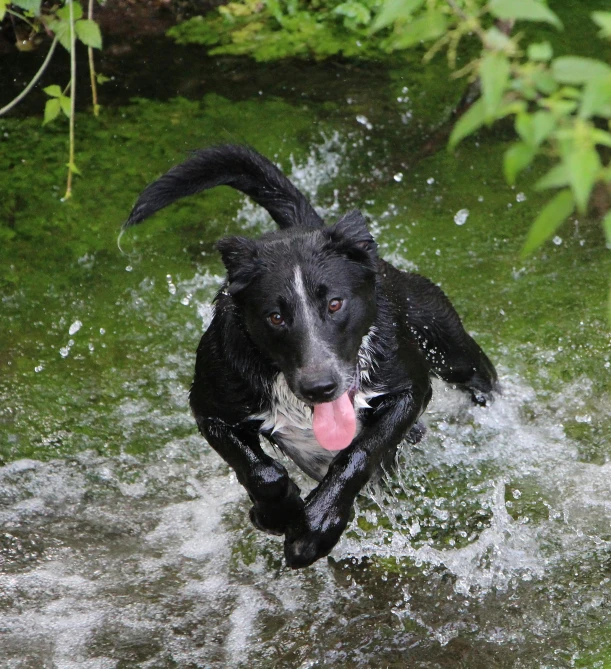 a black dog wading through water with his tongue out