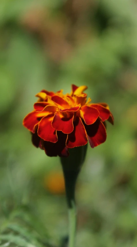 a orange flower with red centers is close up