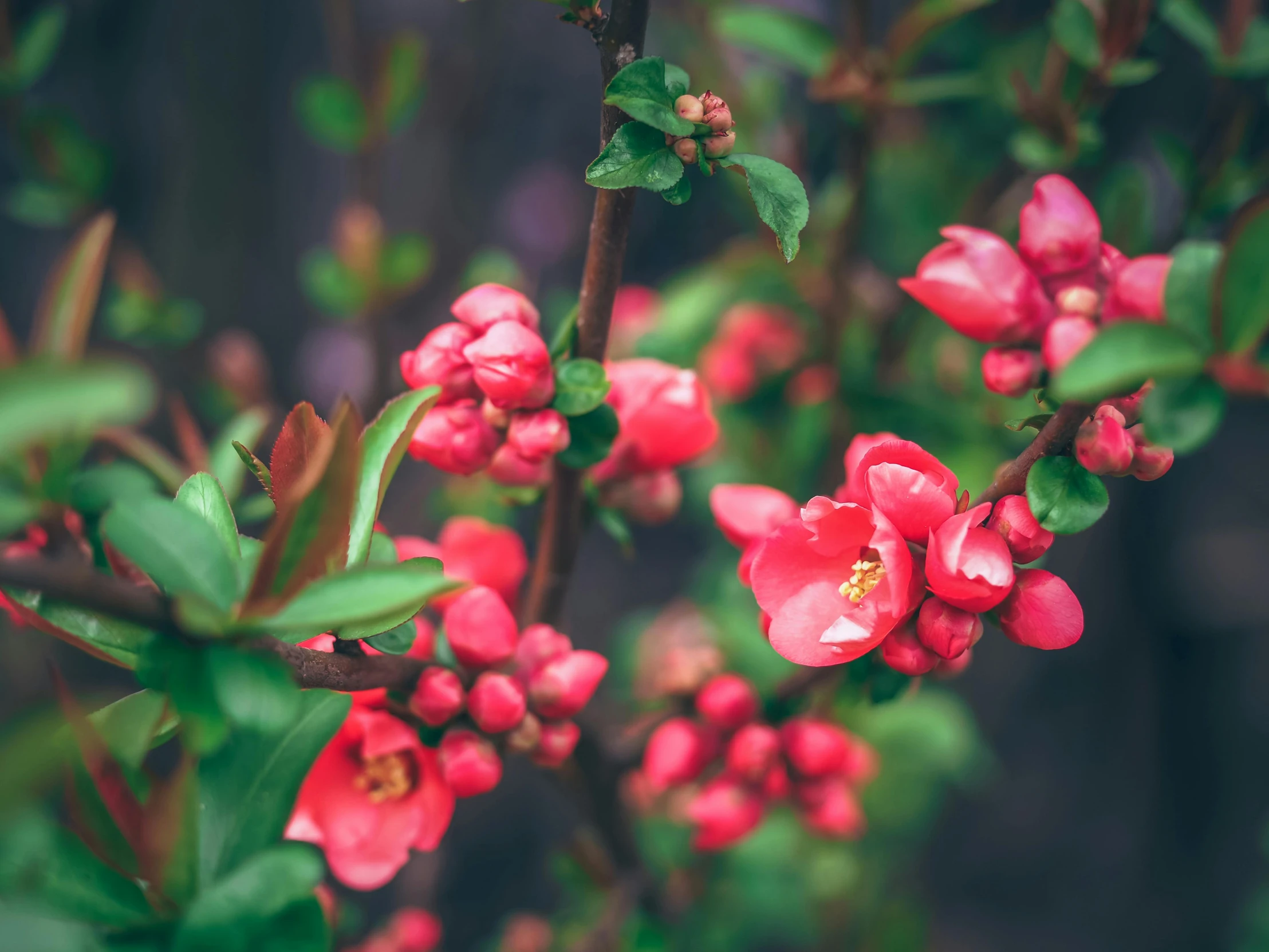 closeup of the bright pink flowers on a nch