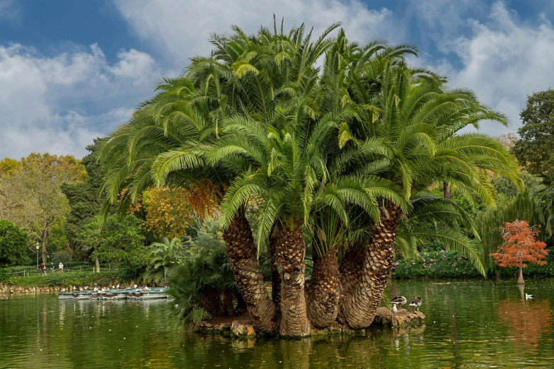 palm trees on an island in the water