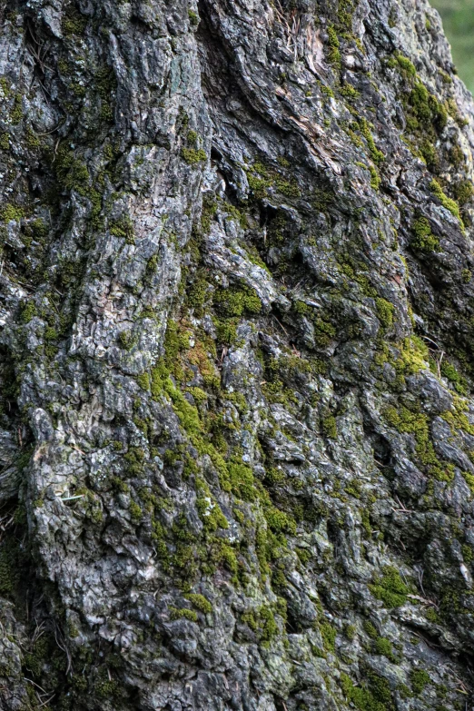 a sheep grazing on the side of a lush green mountain