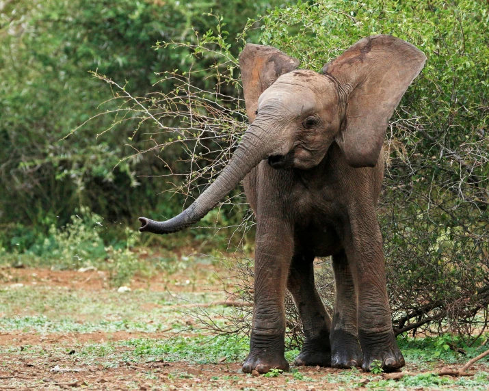 an elephant stands in front of shrubbery