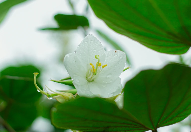 the white flower is blooming next to a leaf