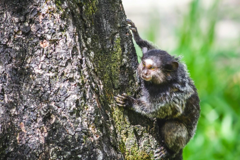 a monkey climbs up a tree in the woods