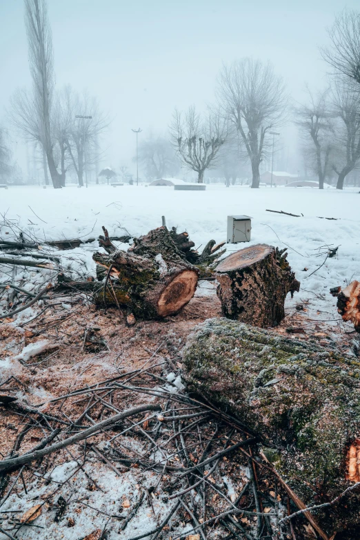 a snowy day shows logs on the ground