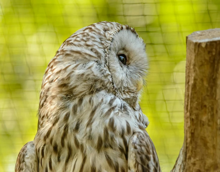 a barred owl standing by a fence