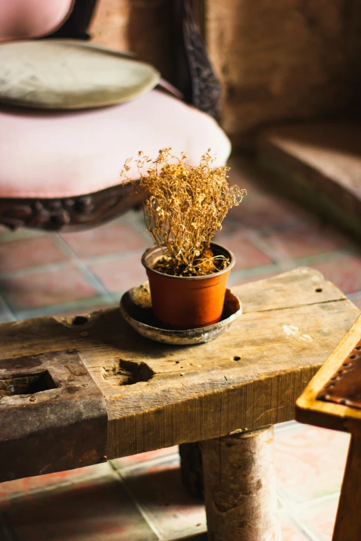 a potted plant on a bench in front of a plate